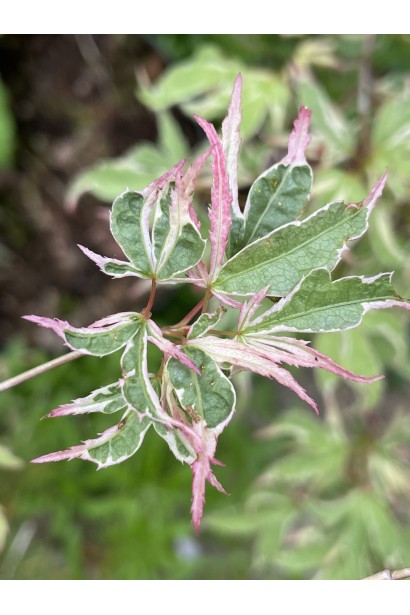 Клен японський Баттерфляй характеристика